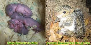 Squirrel Rehabilitator What To Do With A Baby Squirrel I Found