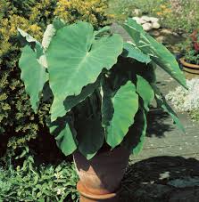 Die taro pflanze ist eine beliebte blume für haus und garten, er besitzt aber etwa schwierige und. Riesenblattrige Pfeilblatt Alocasia Macrorrhizos Riesen Taro Pflanzen Blumen 99roots Com