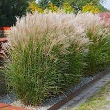 Miscanthus Sinensis Kleine Silberspinne Chinese Silver Grass Ornamental Grasses Garden Plants Grasses Landscaping Grasses Garden Japanese Garden Plants