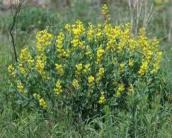 Image result for Indigofera podocarpa