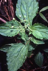 Image result for Adenostemma viscosum
