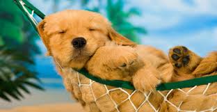 Image result for dogs in spring