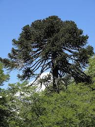Freie kommerzielle nutzung keine namensnennung bilder in höchster qualität. Botanik Ein Gast Aus Chile Araucaria Araucana Erweitert