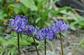 Image result for Phymaspermum