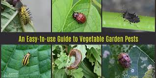Pest insects — the classification of an insect as a some insects are beneficial at one stage of life and a pest at another stage, for example many some insects that are considered pests in human settlements/gardens are actually more a. Guide To Vegetable Garden Pests Identification And Organic Controls