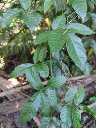 Image result for Paullinia pinnata