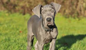 The great dane's coat is short and thick and comes in multiple colors such including brindle, fawn, black, blue, mantle harlequin, and merle. Great Dane Dog Breed Information