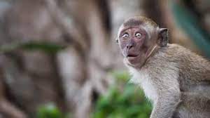 We did not find results for: How To Scare Monkeys Off Your Plantation Indian Edition Youtube