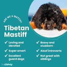 The tibetan mastiff dog is the world's most expensive dog. Tibetan Mastiff Breed Characteristics Care Photos Bechewy