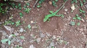 Sicb 2020: Urban Lizards Lay Lower Quality Eggs - Life In The City