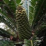 Image result for Encephalartos gratus