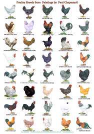 A4 Laminated Posters Breeds Of Poultry 2 Different Posters Chicken Breeds Pet Chickens Beautiful Chickens