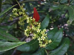 Image result for Harpephyllum afrum