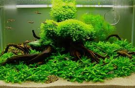 Selain itu, anda harus menjaga suhu akuarium tetap di bawah 30 derajat celcius. Java Moss Tanaman Air Tawar Yang Mudah Didapat Dan Multi Manfaat Tanaman Hias