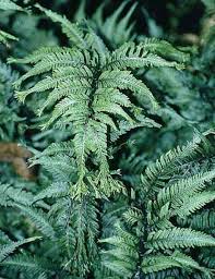 Image result for Athyrium newtonii