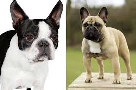 Our frenchbos are french bulldog / boston terrier crosses i am an 11 month old french bulldog/boston terrier mix with a heart as wide. French Bulldog Boston Terrier Mix Why Do You Need To Know More Anything French Bulldog