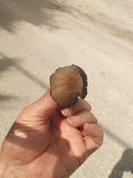 انتاج ابواغ الفطر المحار وزراعة الفطر. Ø¸Ù‡ÙˆØ± ÙØ·Ø± Ø³Ø§Ù… Ù„Ø£Ù†Ù‡ Ø¢Ø«Ø§Ø± Ùˆ Ø§Ø­Ø¬Ø§Ø± Antiquities Of Palestine Facebook