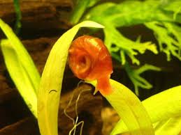 Md solarsciences mineral moisture defense spf 50 sunscreen. How To Control Pest Snails In A Fish Tank Pethelpful