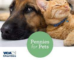 Maybe you would like to learn more about one of these? Veterinarians In Federal Way Wa Vca Panther Lake Animal Hospital