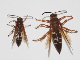 Window frames themselves, just the glass (the double glazing). 8 Things You Need To Know About The Giant Wasps Invading Your Yard Local Sports Omaha Com