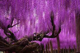 Wisteria Tree Ashikaga Flower Park Japan Wisteria Tree Famous Trees Wisteria