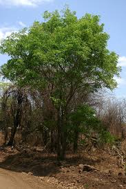 Image result for Dalbergia boehmii