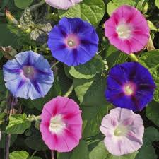 Image result for Ipomoea tricolor