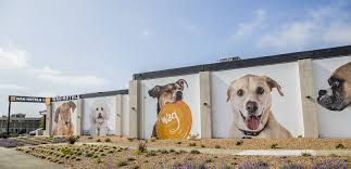 Pet boarding in doral woodland lodge pet resort. Dog Boarding Ideas Pet Resort Hotel San Jose