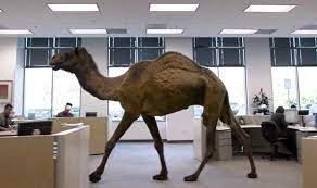 I love the doughboy, aflac duck, geico lizard and the pig but the duck is my favorite. It S Hump Day Is No 3 In Our Best Of Film Countdown Ad Age