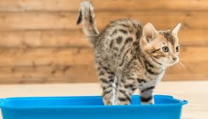 To achieve this, you can use anything your cat enjoys, whether it's a tasty treat, favorite toy, or catnip. How To Train A Cat To Use A Litter Box