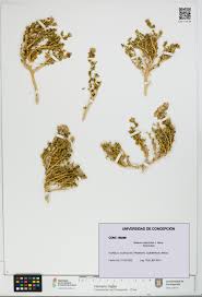 Image result for Oreophyton