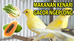 Maybe you would like to learn more about one of these? Makanan Burung Kenari Biar Gacor Keras Dan Ngerol Panjang Youtube