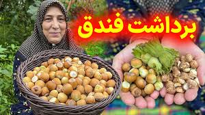 ‫برداشت بهترین فندق محلی از روی درخت تازه و نوبرانه - زندگی روستایی‬‎