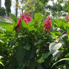 Image result for Erythrococca zambesiaca