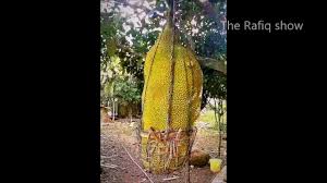 The time and care this barefoot tree was packed and shipped is obviously done with care. Top 10 Biggest Fruit And Vegetable In World Part 2 The Rafiq Show Youtube