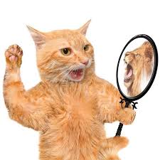 Narsisizm Antipatik Bir Davranis Olarak Kabul Edilse De Hirs Hukmetme Ve Ele Gecirme Arzusu Gunumuzde Basari Olarak Adlandiriliyor Mevcut Cats Pets Cat Stock
