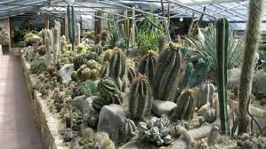 Im garten gibt es nicht mehr viel zu tun? Bergfex Sehenswurdigkeiten Kakteengarten Portoroz Ausflugsziel Sightseeing