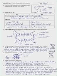 Dna And Rna Structure Worksheet Answer Key Dna Replication Transcription And Translation Dna