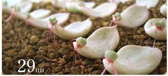 5ステップでできる多肉植物の増やし方 葉挿し編 多肉植物 サボテンの専門通販 Solxsol