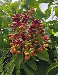 Image result for Lepisanthes