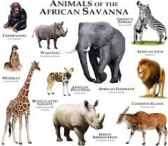 Animals Of The African Savanna By Rogerdhall On Deviantart African Savanna Animals Savanna Animals Africa Animals