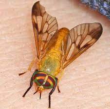 How To Get Rid Of Yellow Flies Pest Control Pest Inspections