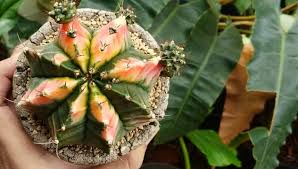 Berikut jenis kaktus hias indoor dan cara merawatnya. Suka Sama Kaktus 5 Jenis Kaktus Cantik Ini Masih Jarang Banget Dikenal Orang