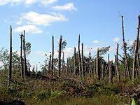 Tempete Klaus Wikipedia