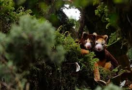 Image result for tree kangaroo