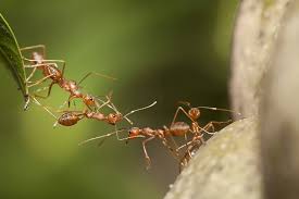 Weaver Ant