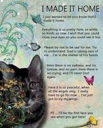 Welcome to our rainbow bridge pet sympathy poem & photo album. Across The Rainbow Bridge Pet Loss Quotes Cat Quotes Losing A Pet