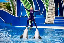 Explore the underwater world at seaworld san diego. British Airways Other Travel Sites Stop Selling Seaworld Tickets The San Diego Union Tribune
