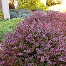 Image result for Barberry