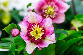 Borders and clusters of flowers attract more pollinators than solitary flowers dispersed throughout the garden. The 30 Best Winter Plants From Winter Flowers To Bedding Plants Loveproperty Com